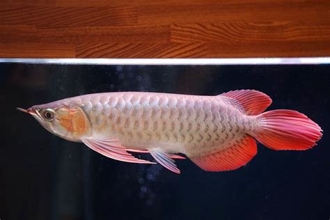 紅龍魚價格|【紅龍魚專賣店推薦】龍世界紅龍魚會館 亞洲龍魚價。